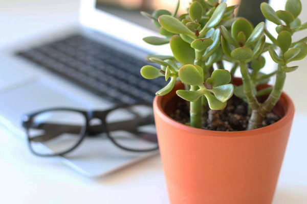 coloca una planta en tu escritorio para purificar el aire