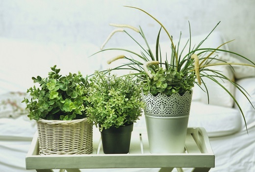 8 plantas para refrescar tu hogar