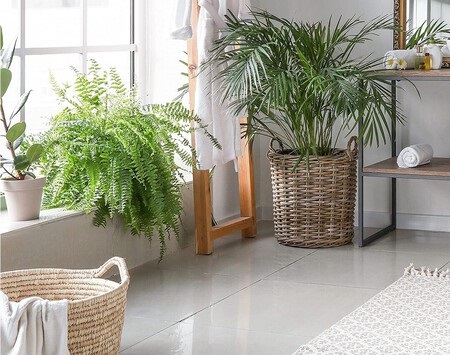 plantas de interior para refrescar la casa