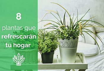 8 plantas que refrescarn tu hogar