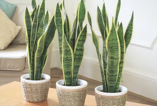 sansevieria