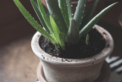 aloe vera